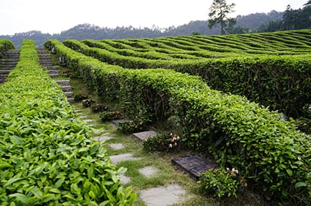 【径山竹茶园】生态人文纪念陵园 看墓接送上门咨询电话
